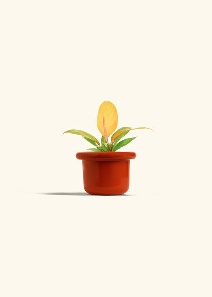 Philodendron Prince of Orange in a 4 inches Fat Lip Red Planter 
