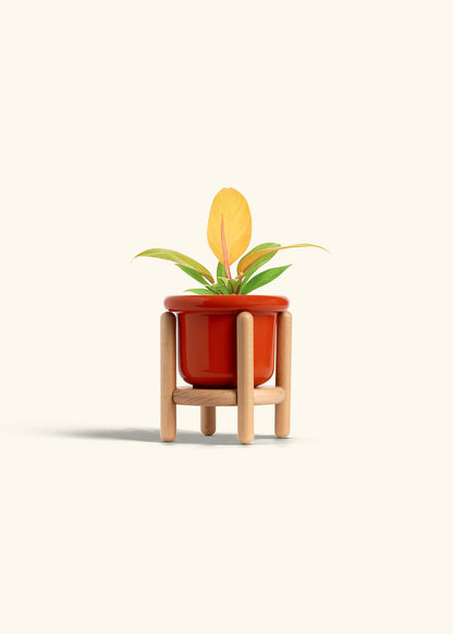 Philodendron Prince of Orange in a 4 inches Fat Lip Red Planter in a Beech Wood Stand