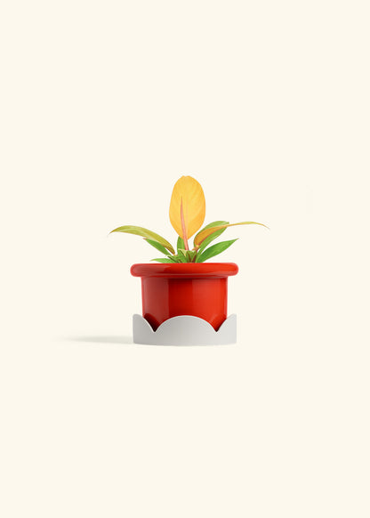 Philodendron Prince of Orange in a 4 inches Fat Lip Red Planter in a Oat Petal Drip Tray