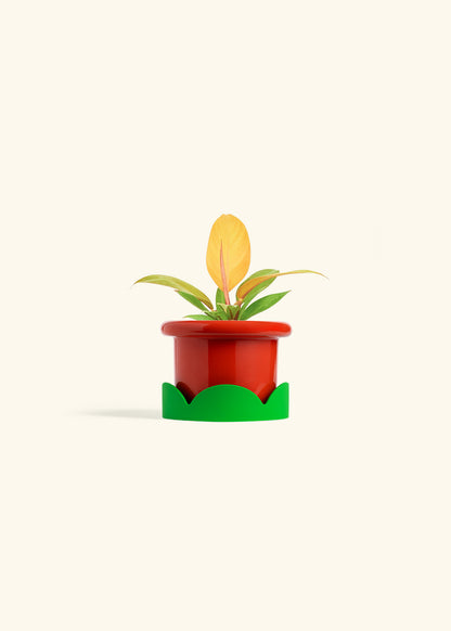Philodendron Prince of Orange in a 4 inches Fat Lip Red Planter in a Shamrock Petal Drip Tray