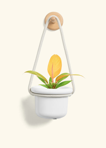 Philodendron 'Prince of Orange', Small