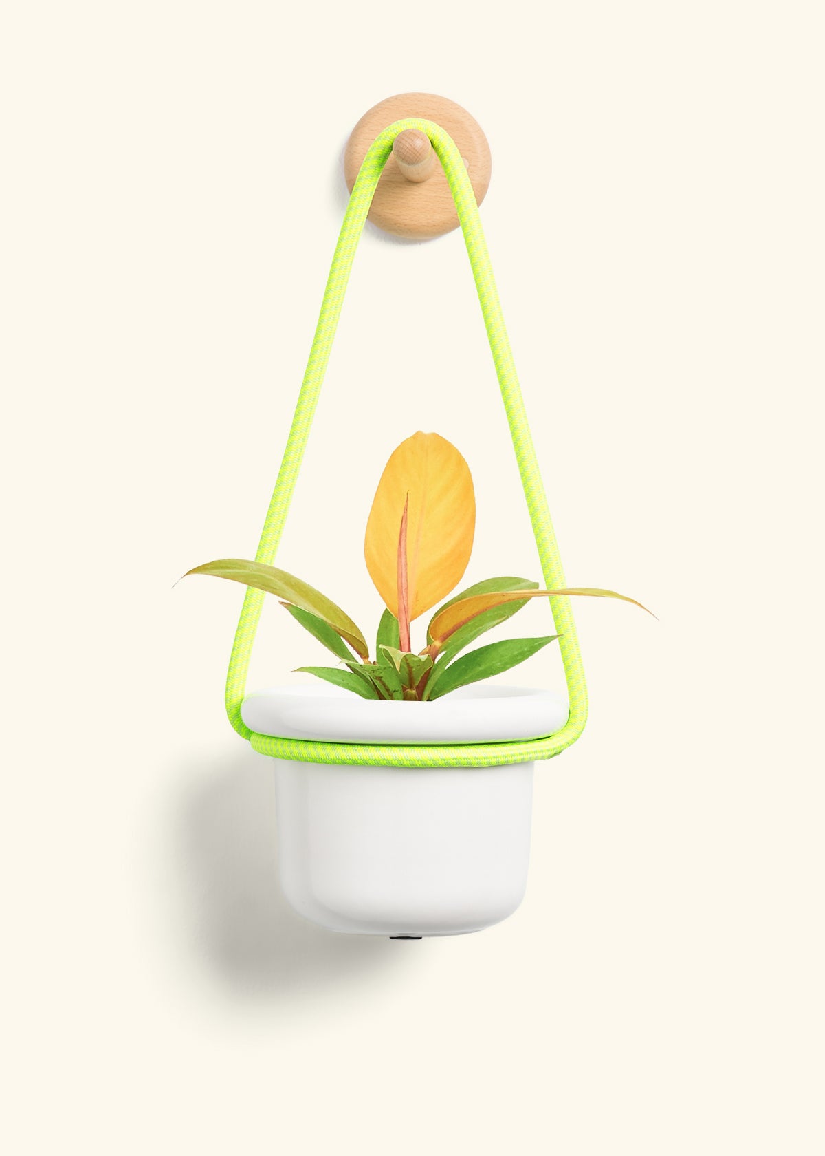 Philodendron 'Prince of Orange', Small
