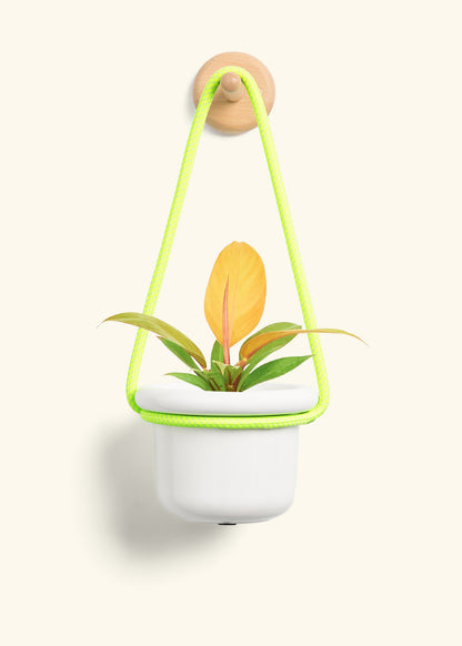 Philodendron 'Prince of Orange', Small