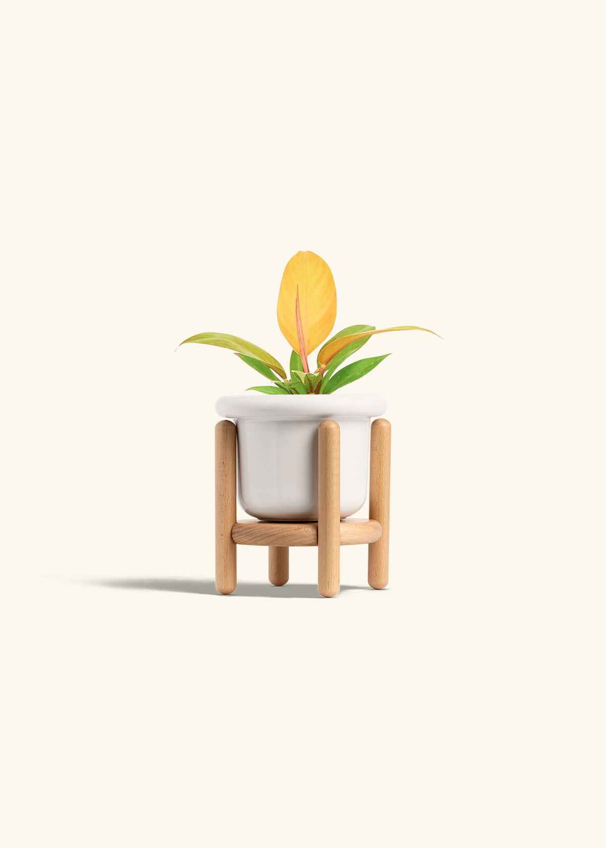 Philodendron Prince of Orange in a 4 inches Fat Lip White Planter in a Beech Wood Stand