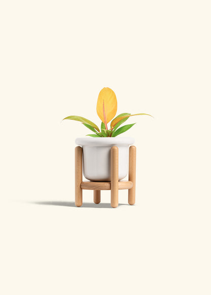 Philodendron Prince of Orange in a 4 inches Fat Lip White Planter in a Beech Wood Stand