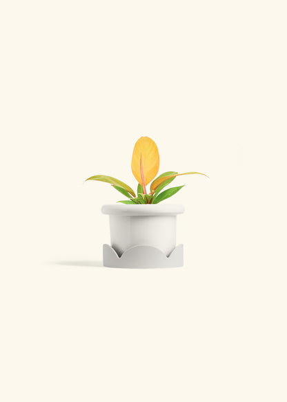 Philodendron Prince of Orange in a 4 inches Fat Lip White Planter in a Oat Petal Drip Tray