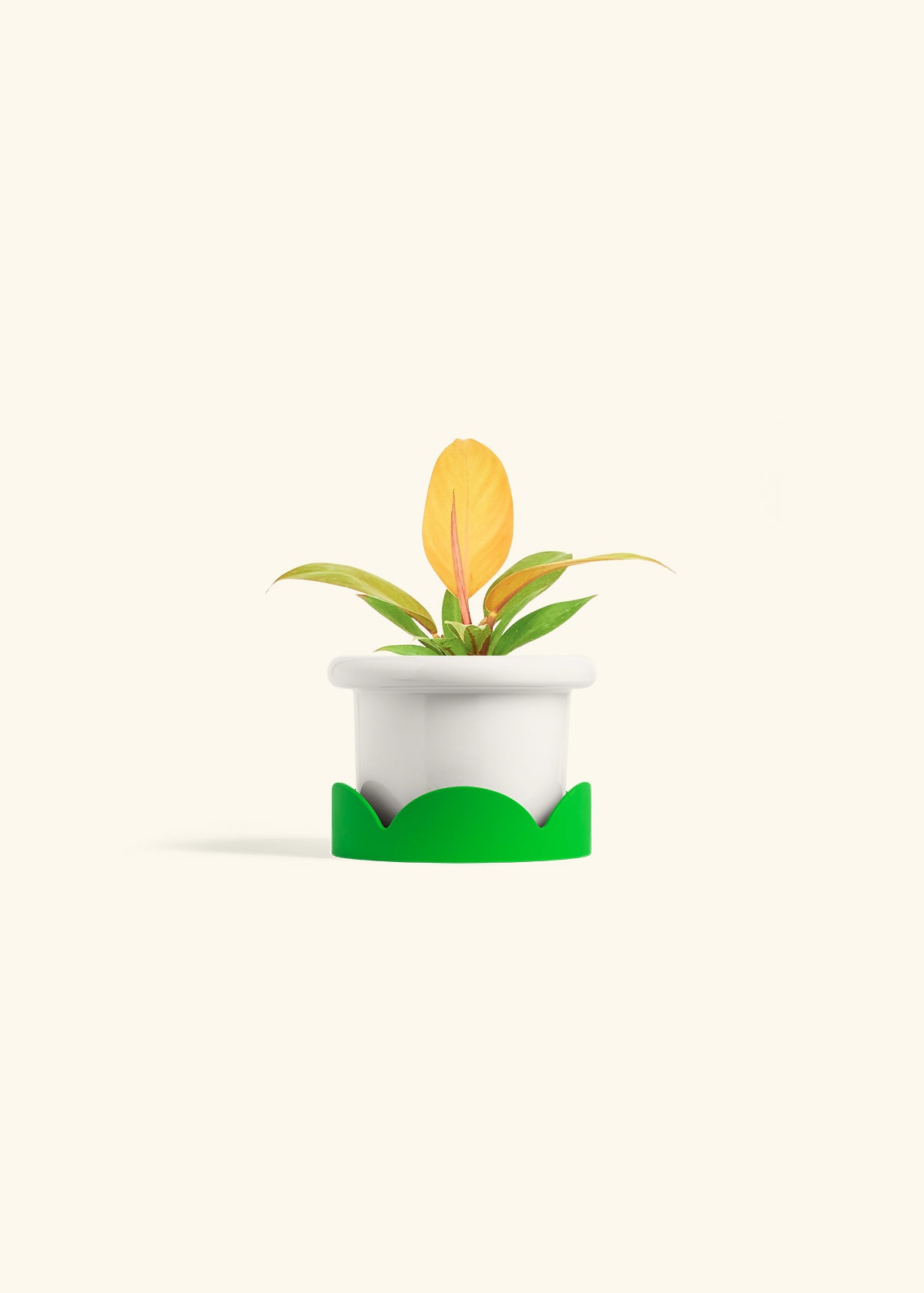 Philodendron Prince of Orange in a 4 inches Fat Lip White Planter in a Shamrock Petal Drip Tray