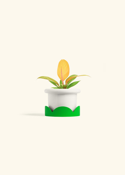 Philodendron Prince of Orange in a 4 inches Fat Lip White Planter in a Shamrock Petal Drip Tray