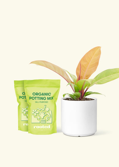 Philodendron Prince of Orange in a 7 inch white ceramic cylinder planter and 2 bags of soil