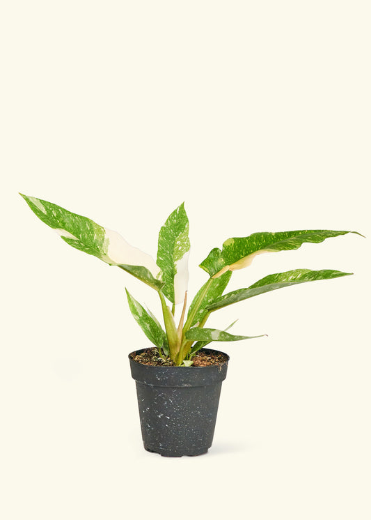 Philodendron 'Ring of Fire', Small