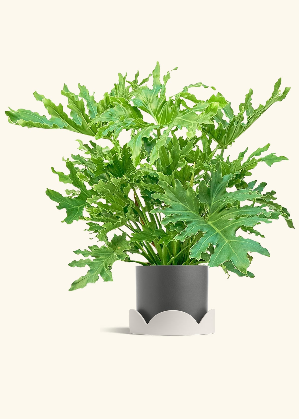 Philodendron Lickety Splitz in a 10 inches Charcoal Classic Cylinder Planter in a Oat Petal Drip Tray