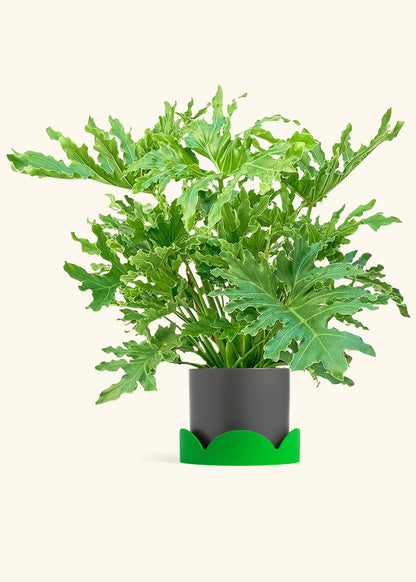 Philodendron Lickety Splitz in a 10 inches Charcoal Classic Cylinder Planter in a Shamrock Petal Drip Tray