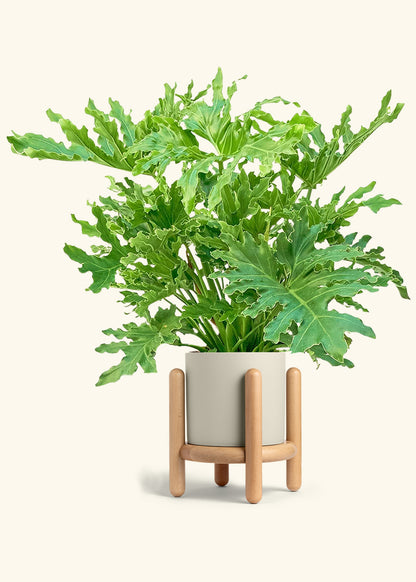 Philodendron Lickety Splitz in a 10 inches Oat Classic Cylinder Planter in a Beech Wood Stand