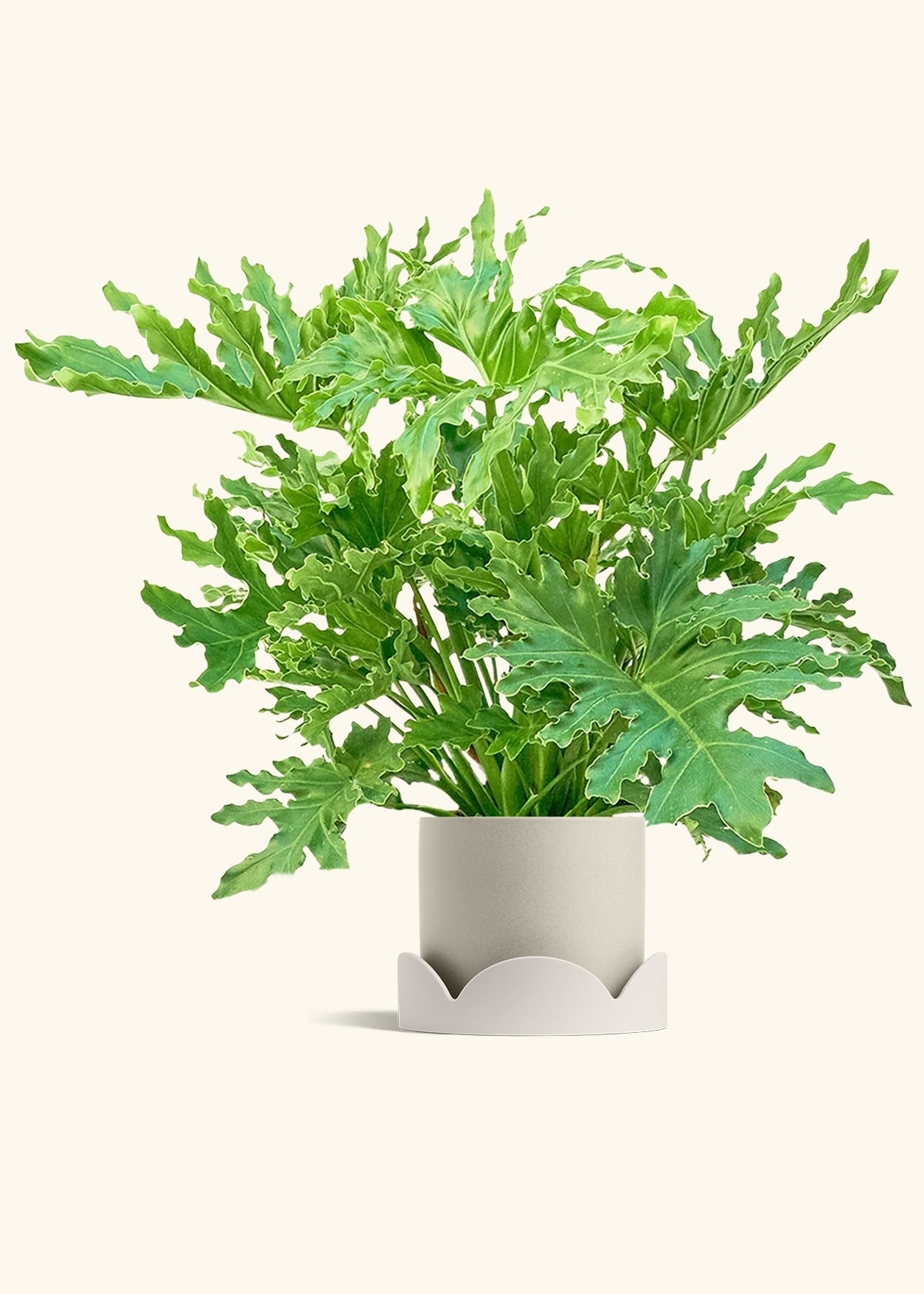 Philodendron Lickety Splitz in a 10 inches Oat Classic Cylinder Planter in a Oat Petal Drip Tray