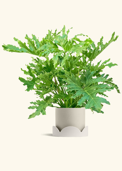 Philodendron Lickety Splitz in a 10 inches Oat Classic Cylinder Planter in a Oat Petal Drip Tray