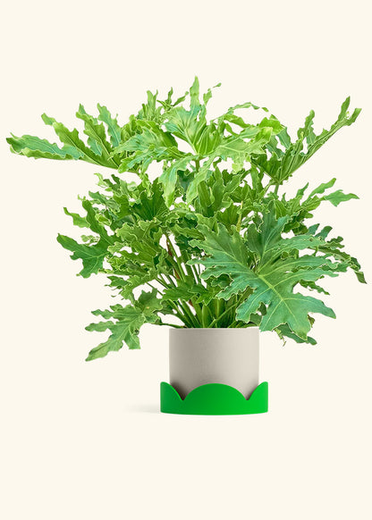 Philodendron Lickety Splitz in a 10 inches Oat Classic Cylinder Planter in a Shamrock Petal Drip Tray