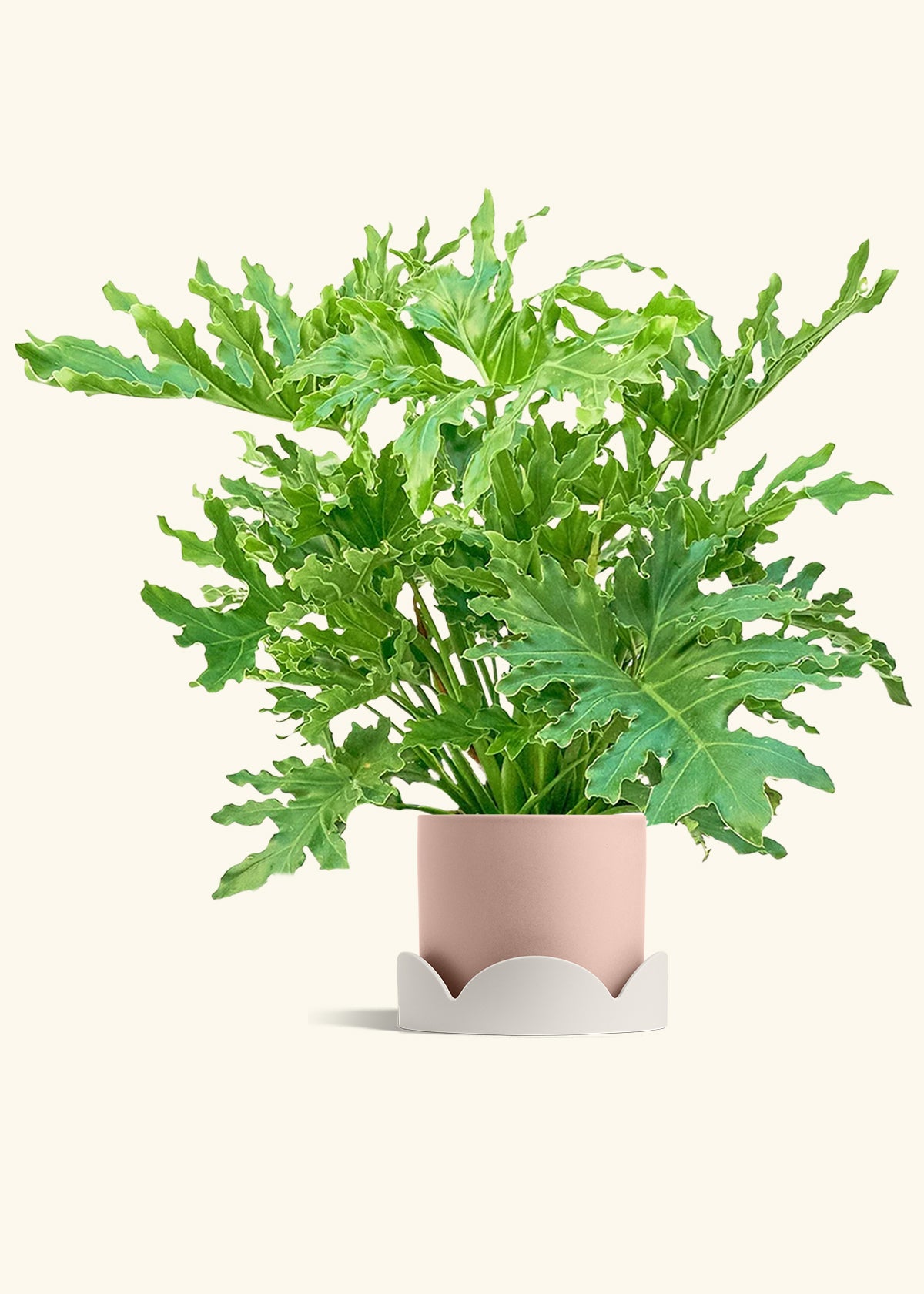 Philodendron Lickety Splitz in a 10 inches Pink Classic Cylinder Planter in a Oat Petal Drip Tray