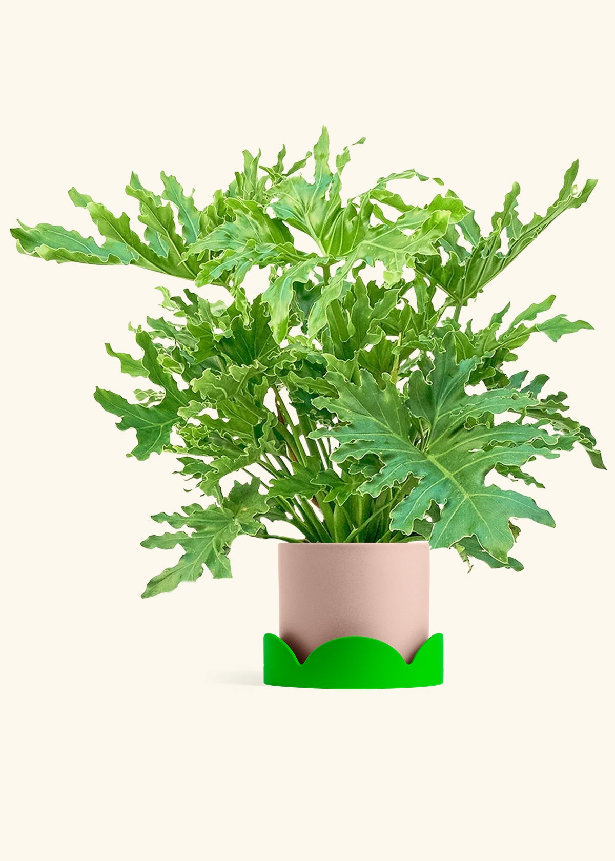 Philodendron Lickety Splitz in a 10 inches Pink Classic Cylinder Planter in a Shamrock Petal Drip Tray