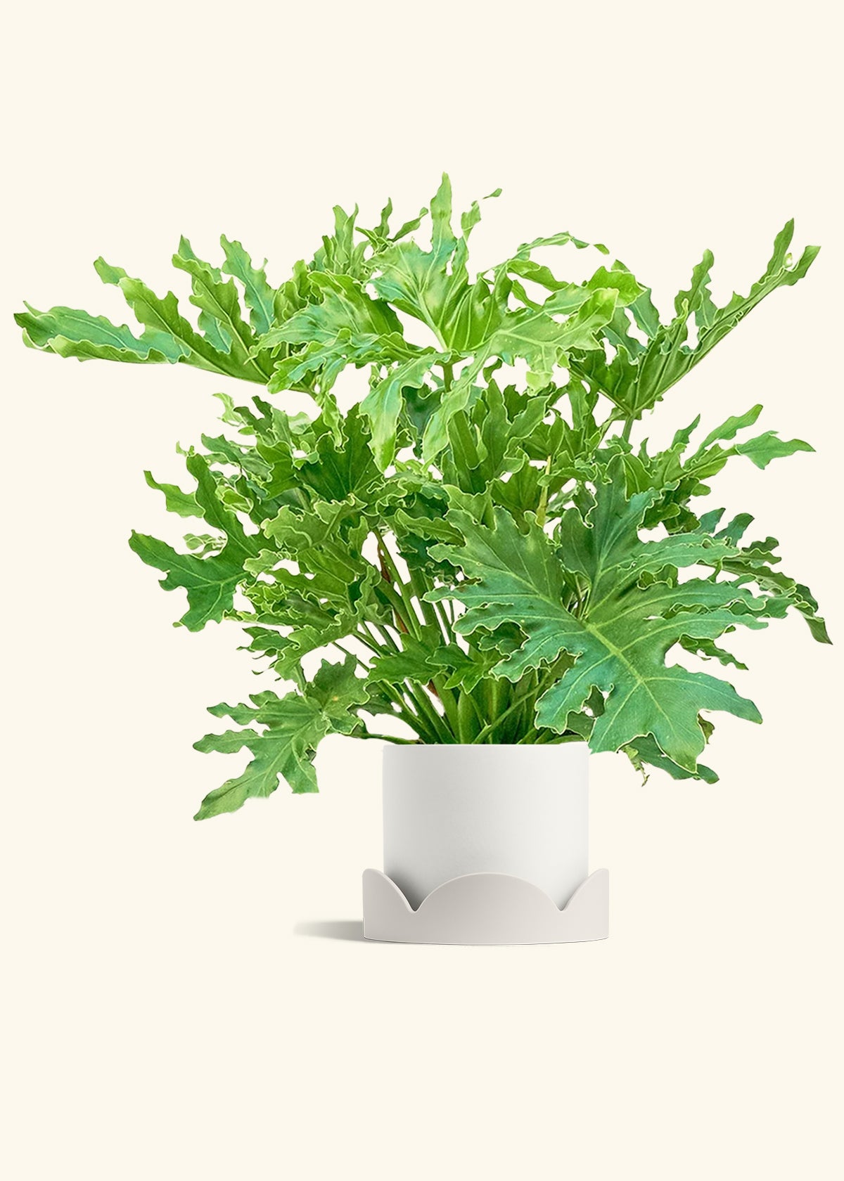 Philodendron Lickety Splitz in a 10 inches White Classic Cylinder Planter in a Oat Petal Drip Tray