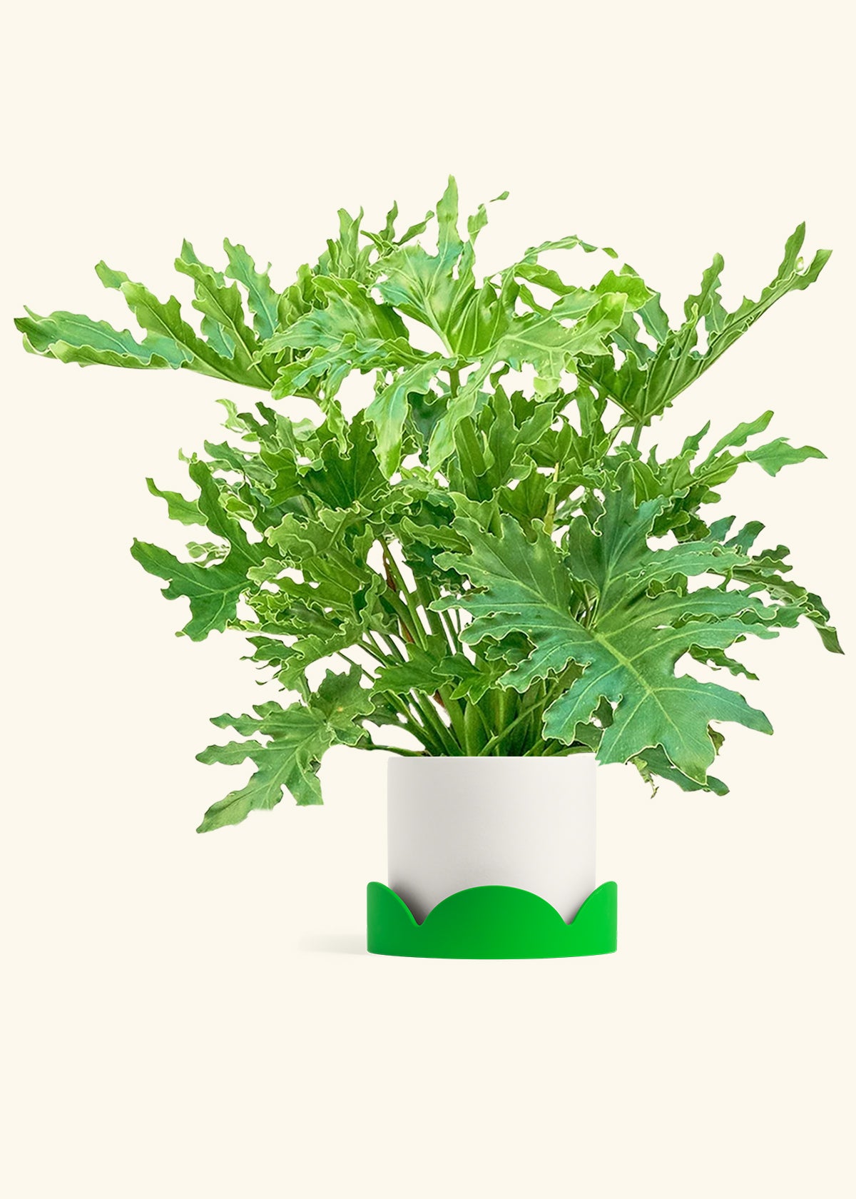 Philodendron Lickety Splitz in a 10 inches White Classic Cylinder Planter in a Shamrock Petal Drip Tray