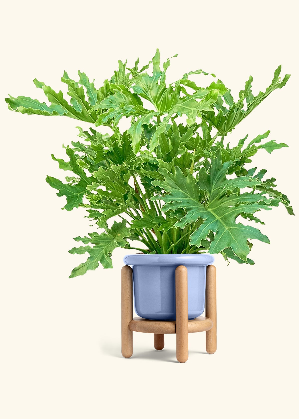 Philodendron Lickety Splitz in a 10 inches Fat Lip Blue Planter in a Beech Wood Stand