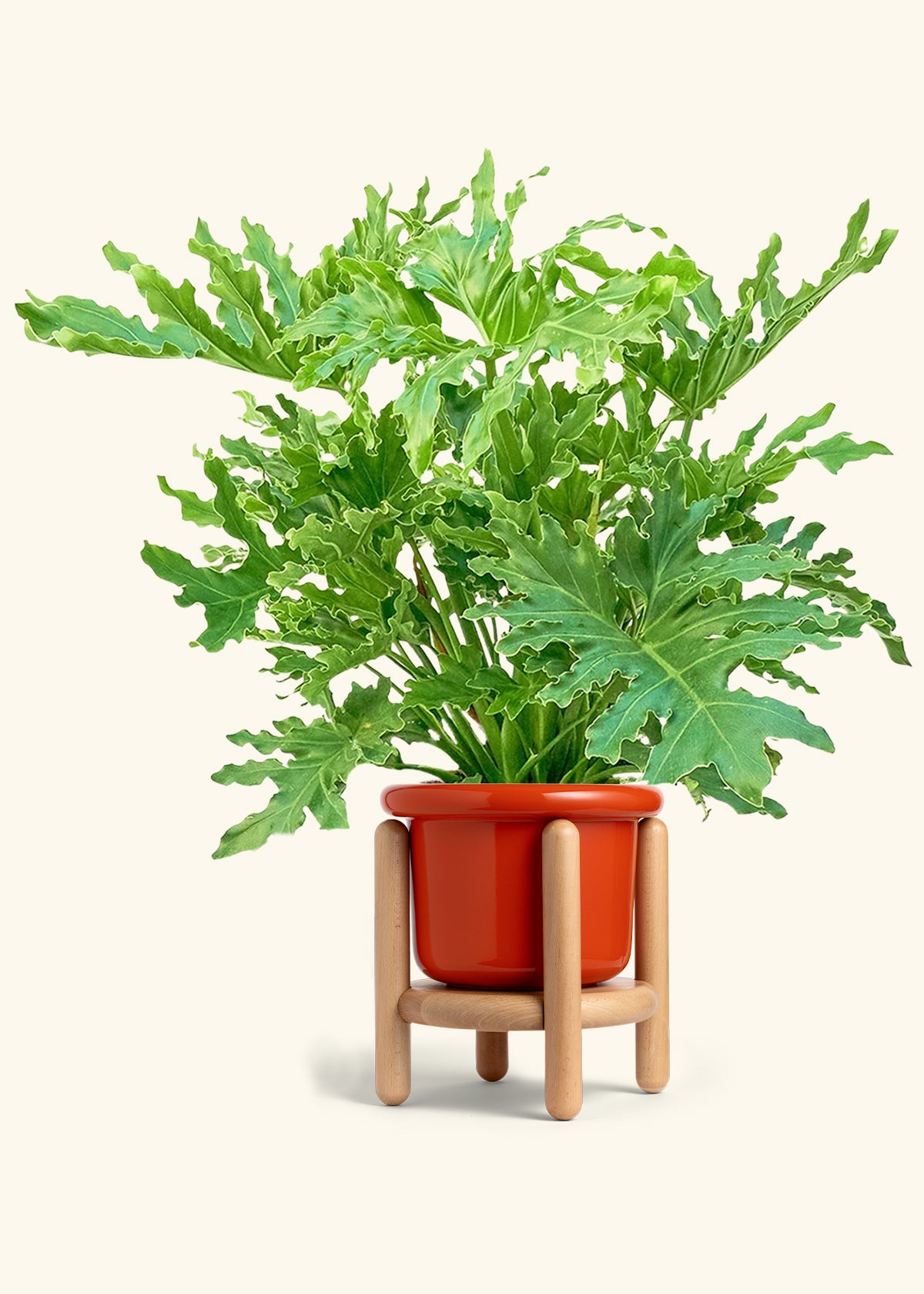 Philodendron Lickety Splitz in a 10 inches Fat Lip Red Planter in a Beech Wood Stand