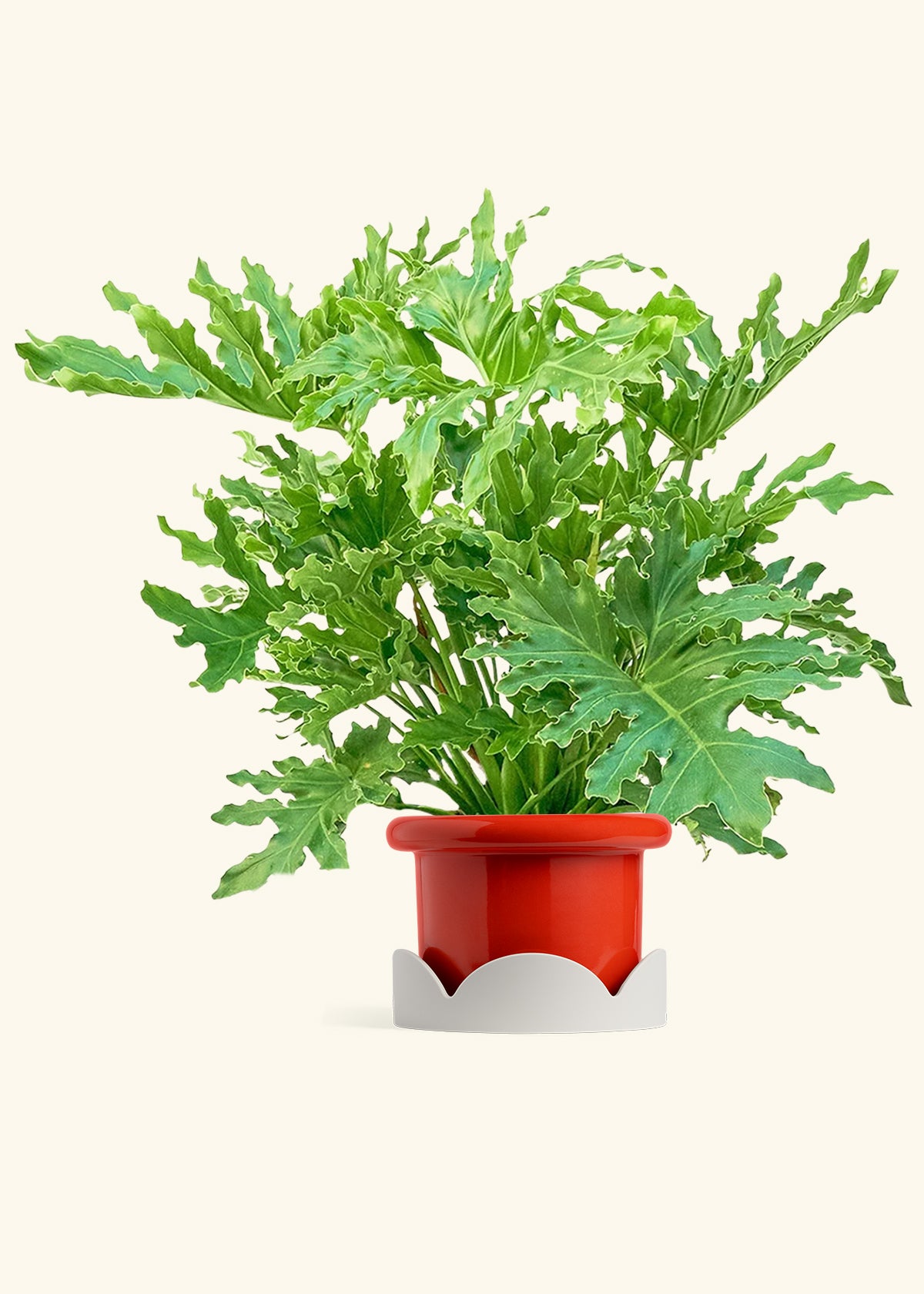 Philodendron Lickety Splitz in a 10 inches Fat Lip Red Planter in a Oat Petal Drip Tray