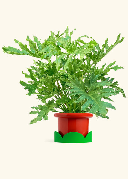 Philodendron Lickety Splitz in a 10 inches Fat Lip Red Planter in a Shamrock Petal Drip Tray