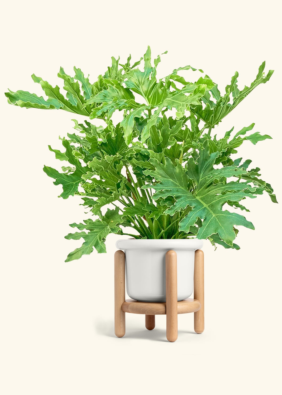 Philodendron Lickety Splitz in a 10 inches Fat Lip White Planter in a Beech Wood Stand