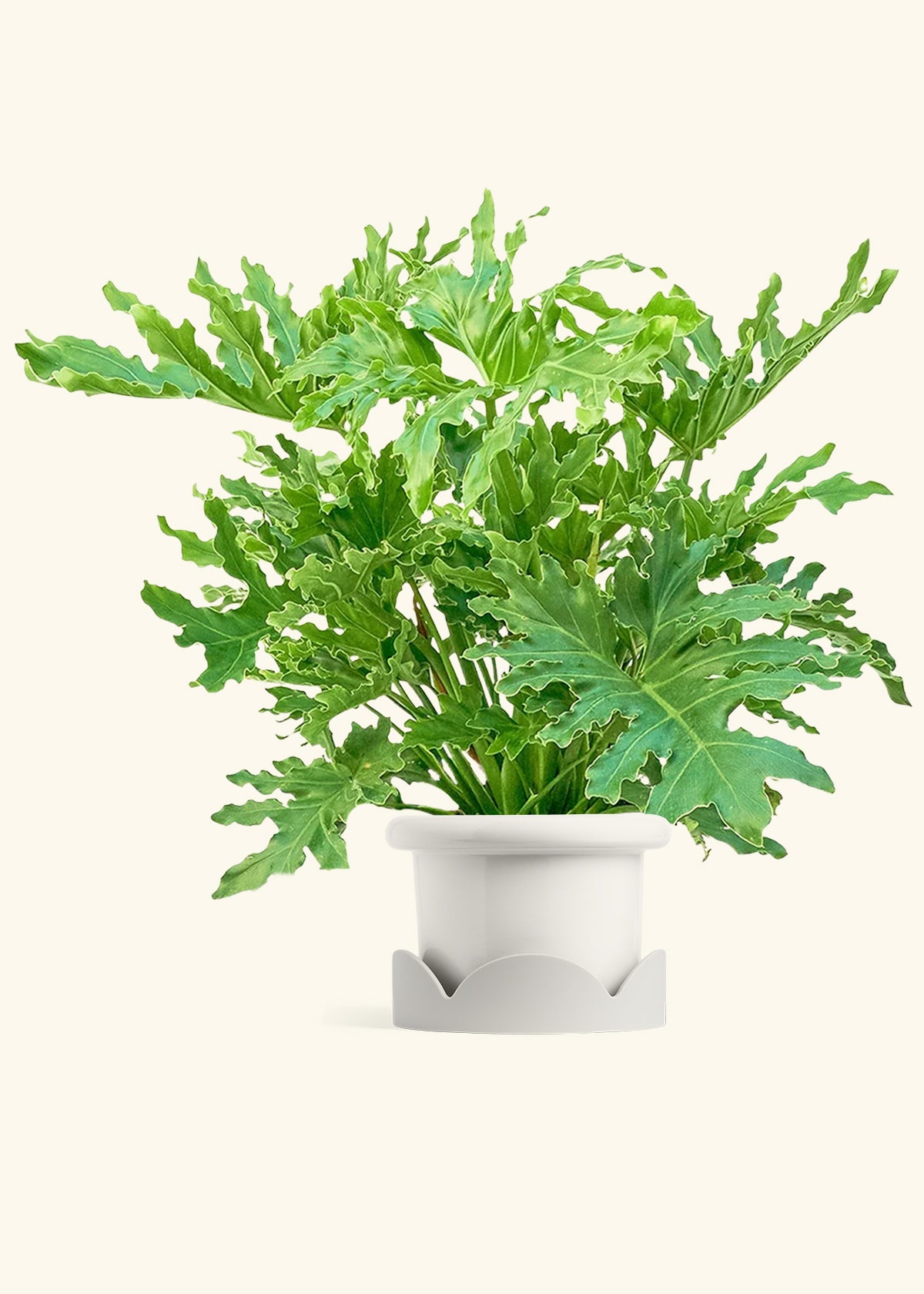 Philodendron Lickety Splitz in a 10 inches Fat Lip White Planter in a Oat Petal Drip Tray