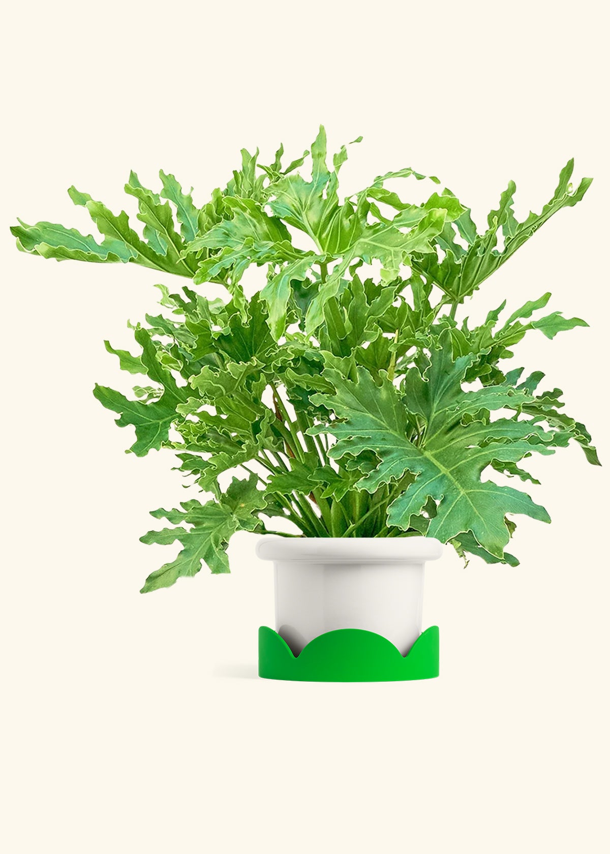 Philodendron Lickety Splitz in a 10 inches Fat Lip White Planter in a Shamrock Petal Drip Tray