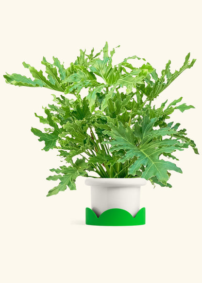 Philodendron Lickety Splitz in a 10 inches Fat Lip White Planter in a Shamrock Petal Drip Tray