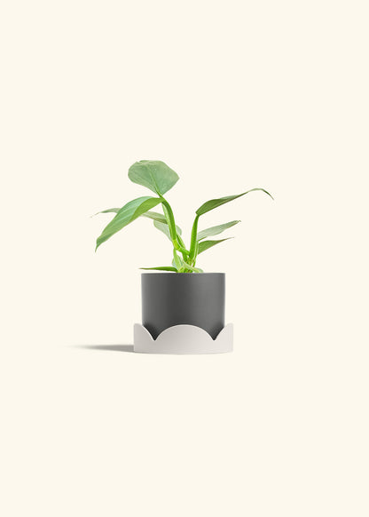 Philodendron Silver Sword in a 4 inches Charcoal Classic Cylinder Planter in a Oat Petal Drip Tray