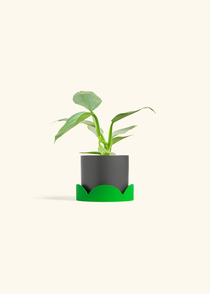 Philodendron Silver Sword in a 4 inches Charcoal Classic Cylinder Planter in a Shamrock Petal Drip Tray