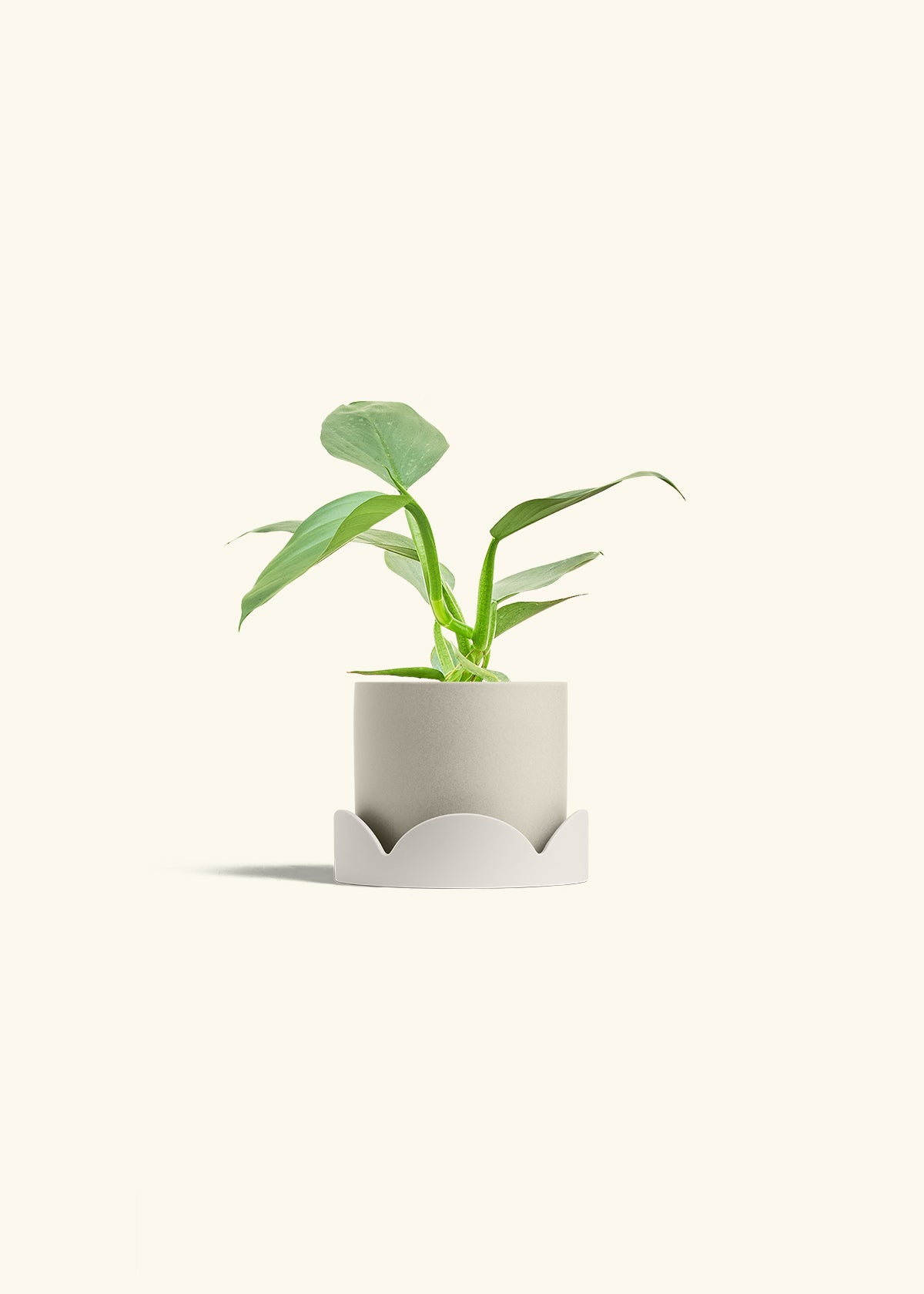 Philodendron Silver Sword in a 4 inches Oat Classic Cylinder Planter in a Oat Petal Drip Tray