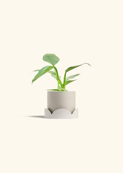 Philodendron Silver Sword in a 4 inches Oat Classic Cylinder Planter in a Oat Petal Drip Tray