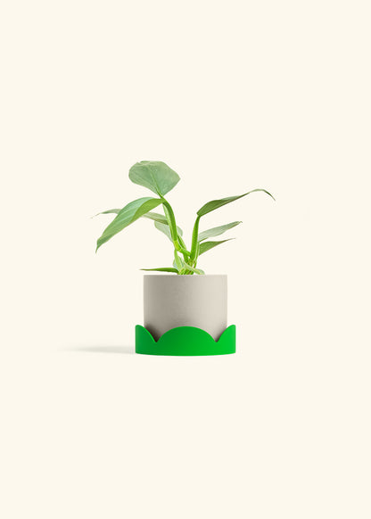Philodendron Silver Sword in a 4 inches Oat Classic Cylinder Planter in a Shamrock Petal Drip Tray