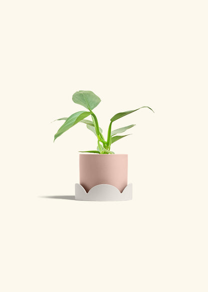 Philodendron Silver Sword in a 4 inches Pink Classic Cylinder Planter in a Oat Petal Drip Tray