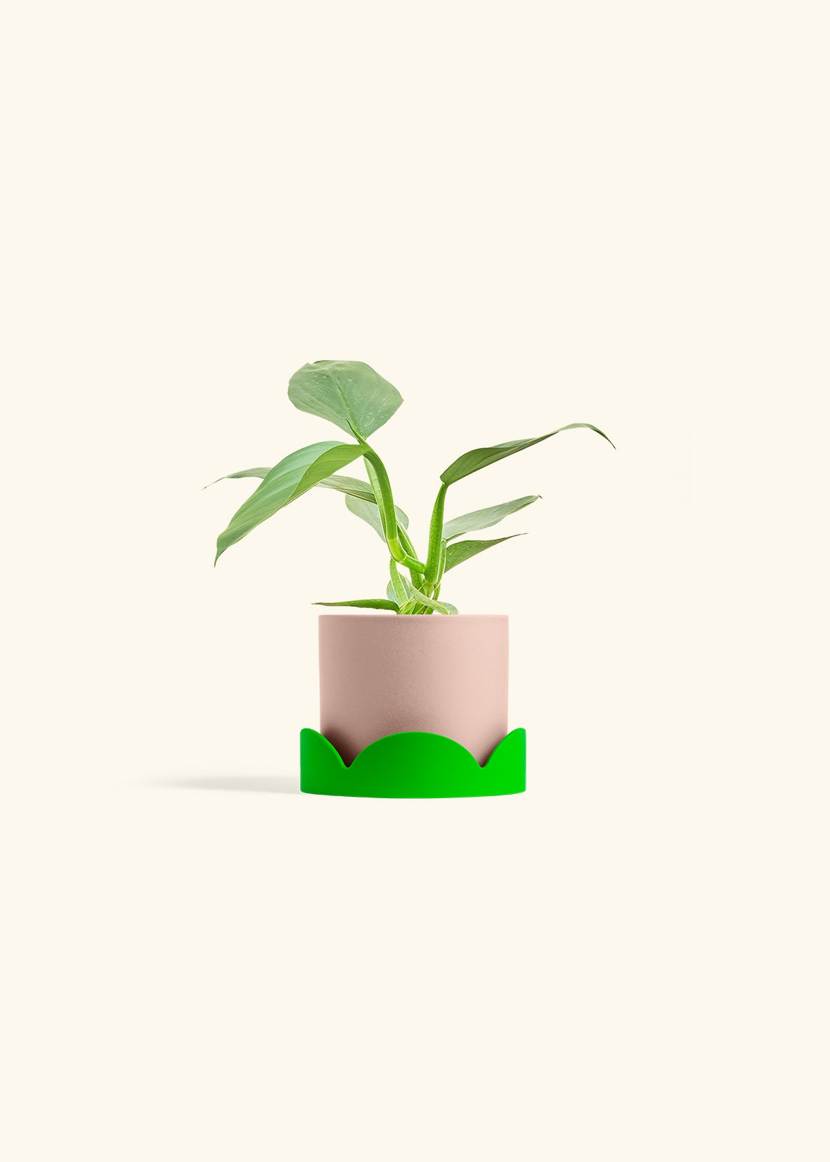Philodendron Silver Sword in a 4 inches Pink Classic Cylinder Planter in a Shamrock Petal Drip Tray