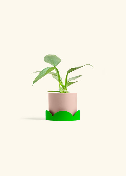 Philodendron Silver Sword in a 4 inches Pink Classic Cylinder Planter in a Shamrock Petal Drip Tray