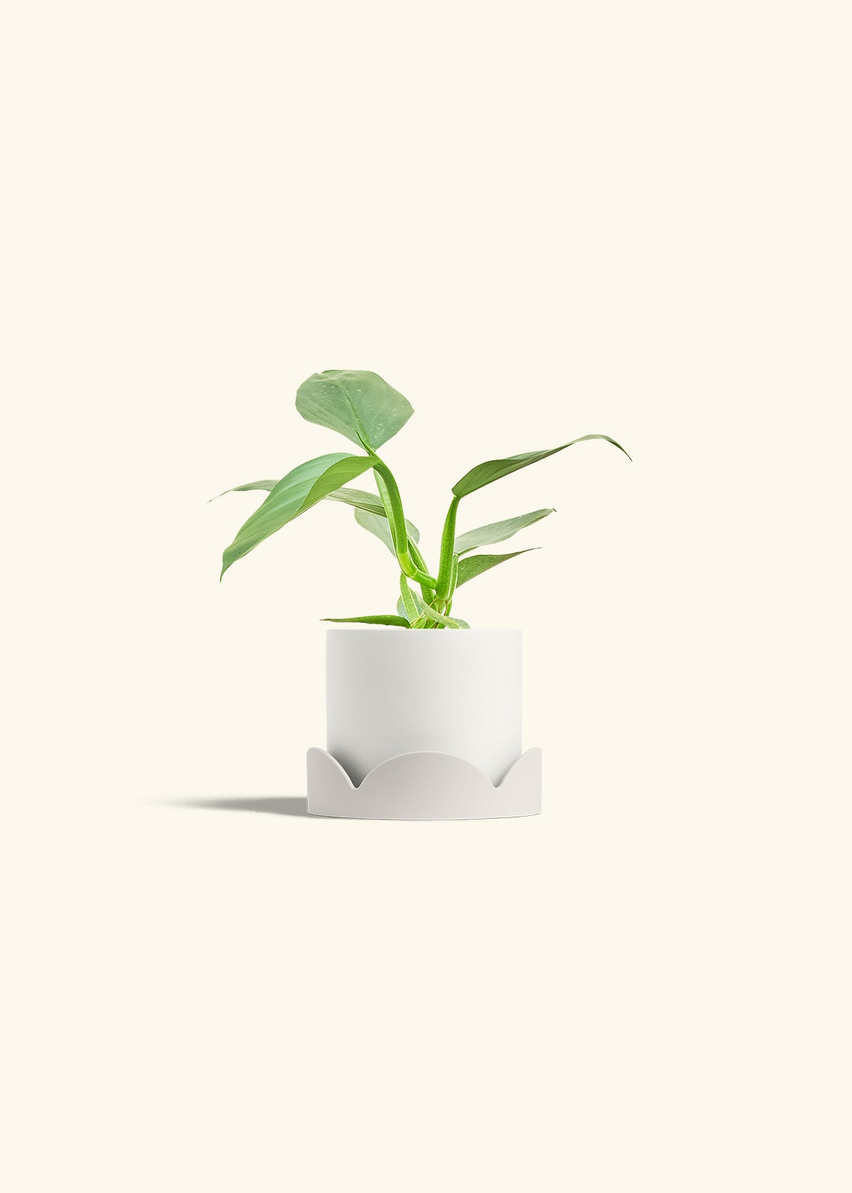 Philodendron Silver Sword in a 4 inches White Classic Cylinder Planter in a Oat Petal Drip Tray