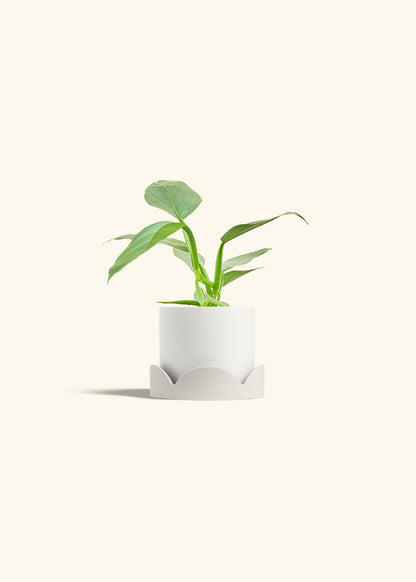 Philodendron Silver Sword in a 4 inches White Classic Cylinder Planter in a Oat Petal Drip Tray