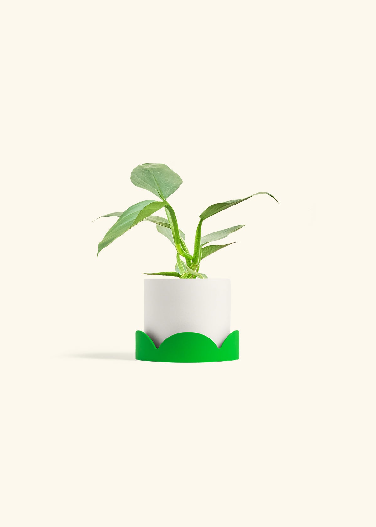 Philodendron Silver Sword in a 4 inches White Classic Cylinder Planter in a Shamrock Petal Drip Tray