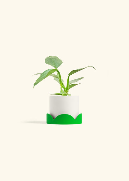 Philodendron Silver Sword in a 4 inches White Classic Cylinder Planter in a Shamrock Petal Drip Tray