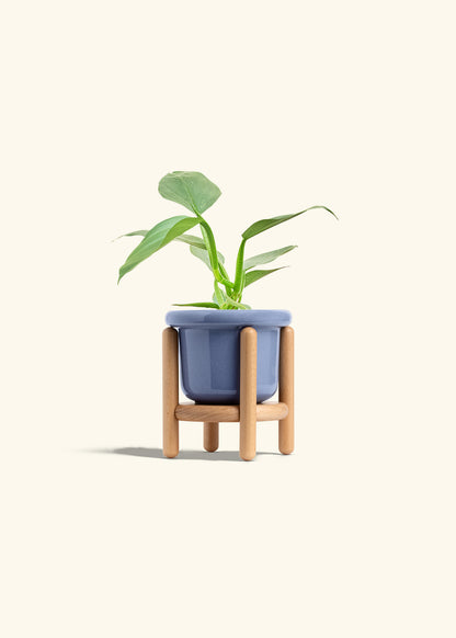 Philodendron Silver Sword in a 4 inches Fat Lip Blue Planter in a Beech Wood Stand