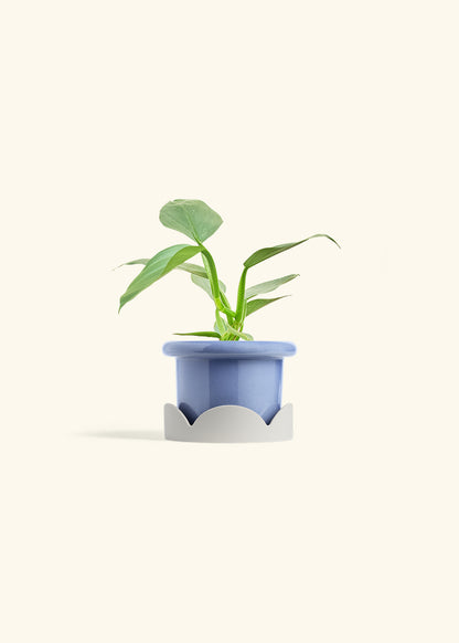 Philodendron Silver Sword in a 4 inches Fat Lip Blue Planter in a Oat Petal Drip Tray