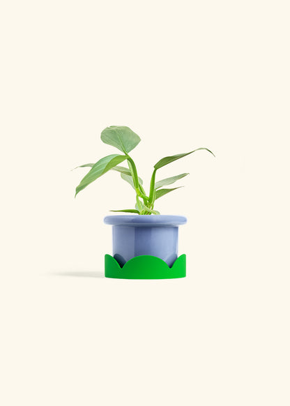 Philodendron Silver Sword in a 4 inches Fat Lip Blue Planter in a Shamrock Petal Drip Tray