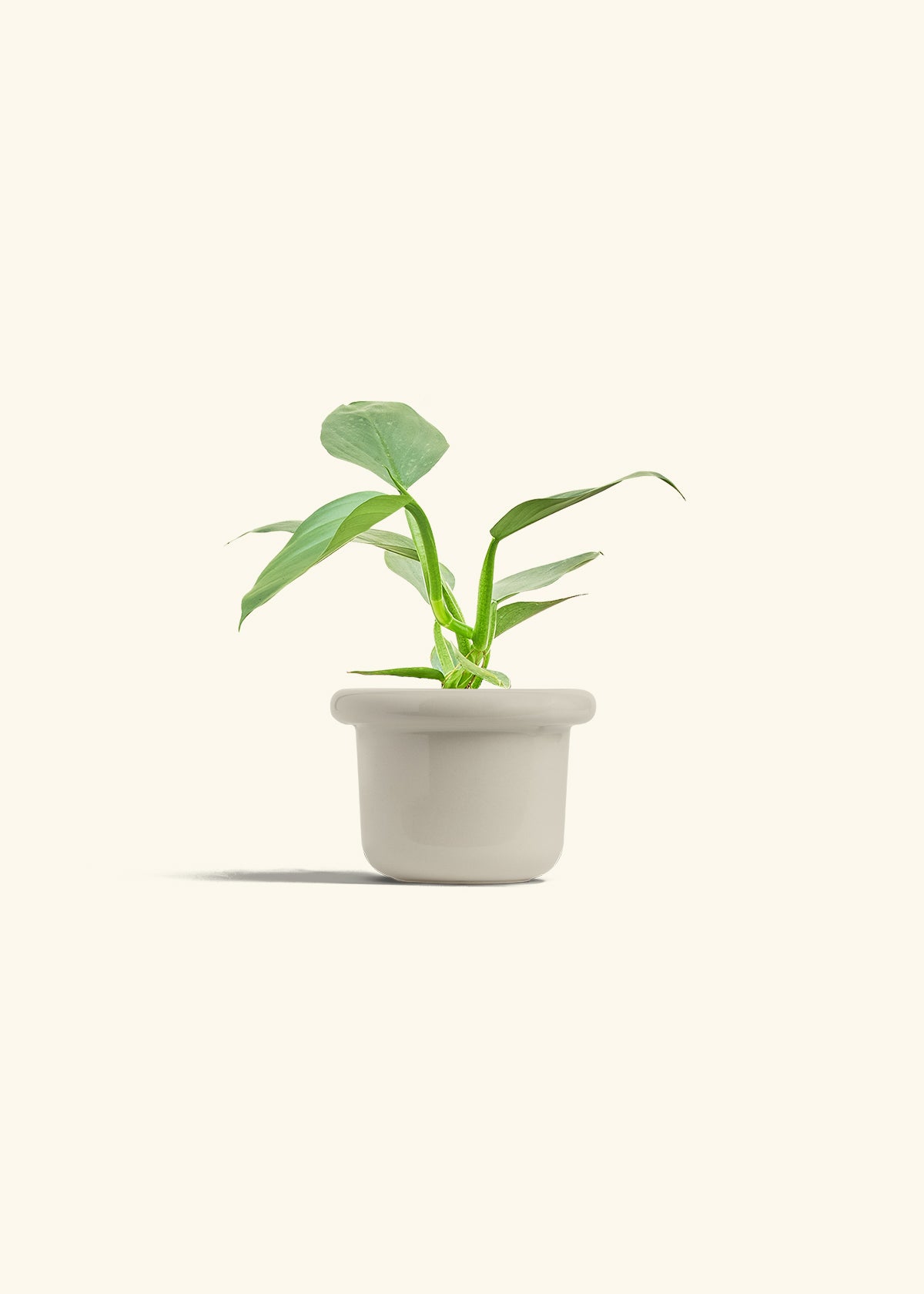 Philodendron Silver Sword in a 4 inches Fat Lip Oat Planter 
