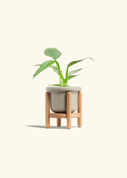 Philodendron Silver Sword in a 4 inches Fat Lip Oat Planter in a Beech Wood Stand