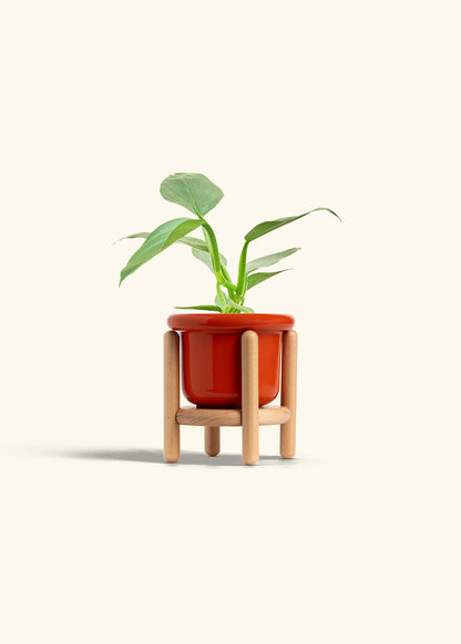 Philodendron Silver Sword in a 4 inches Fat Lip Red Planter in a Beech Wood Stand
